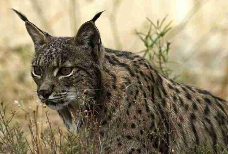 Junta acometerá nuevos vallados especiales en la CM-410 y la CM-403 en Montes de Toledo para evitar atropellos de lince