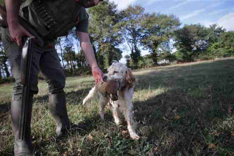 Podemos critica a PSOE que sigue sin responder a oferta sobre perros de caza para desbloquear la Ley de Bienestar animal