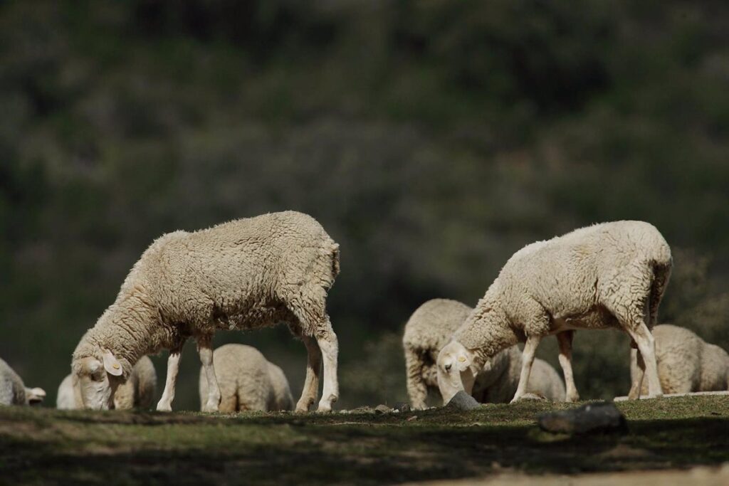 Asaja Cuenca, "muy preocupada" por los brotes de viruela ovina en la provincia, pide a Junta un plan de acción urgente