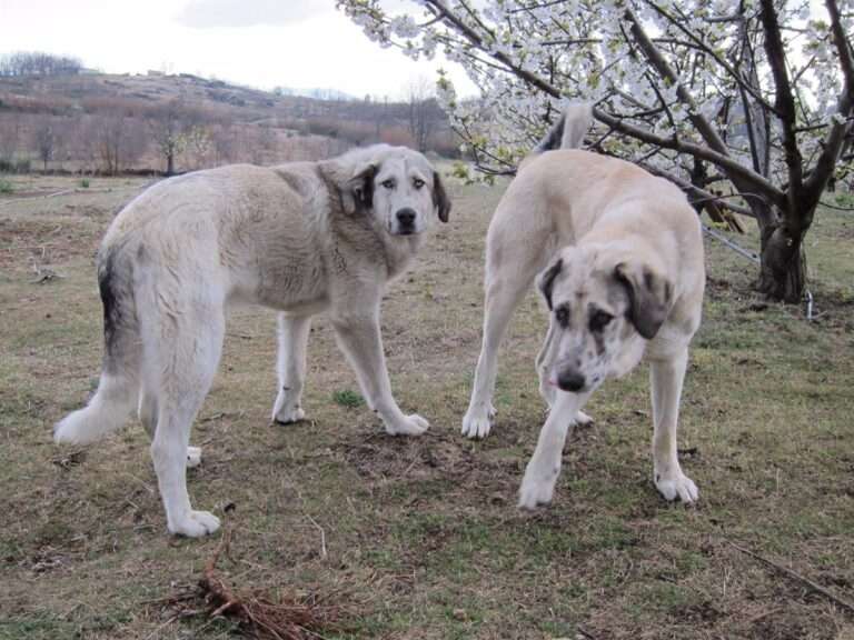 C-LM pone en marcha ayudas para el mantenimiento de perros mastines en zonas con riesgo de presencia de lobo ibérico