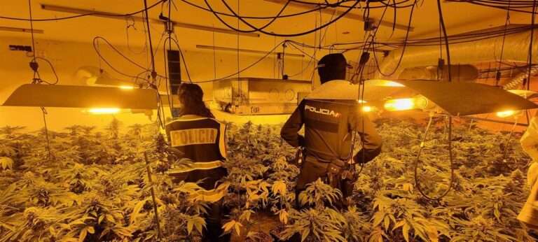 Desmantelan dos cultivos 'indoor' en Galápagos y El Casar (Guadalajara) con 1.261 plantas de marihuana