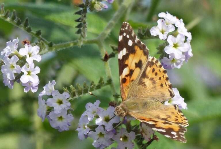 Ecologistas en Acción Toledo edita un nuevo calendario para sensibilizar en la importancia de preservar la biodiversidad