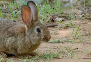 AUDIO: C-LM declara la comarca de emergencia cinegética temporal por daños causados por los conejos en 292 municipios