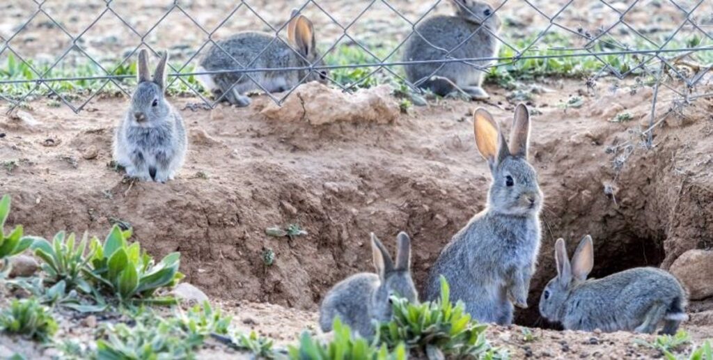 Asaja C-LM hará movilizaciones si sobrepoblación de conejos no se resuelve en marzo: "Si son violentas, serán violentas"