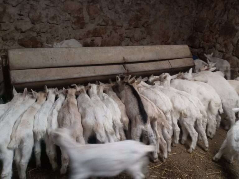 Asaja cree que Junta no está dando respuestas a los problemas de los ganaderos afectados por la viruela ovina y caprina