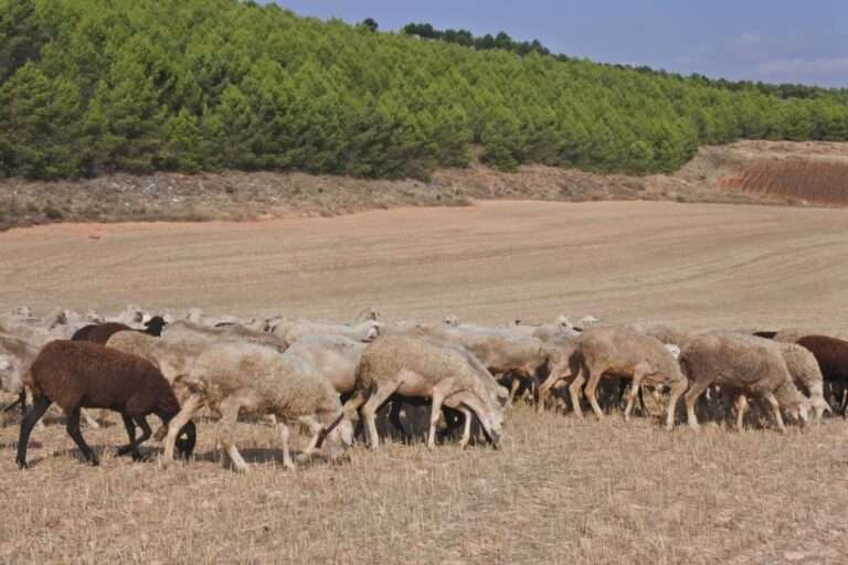 Asaja eleva a 26 millones las ayudas necesarias por la viruela ovina y afea a Junta que "saque pecho" de su gestión