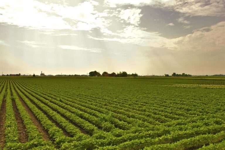 Asaja pide medidas para conciliar en el campo antes de cuotas de mujeres en órganos directivos de asociaciones agrarias