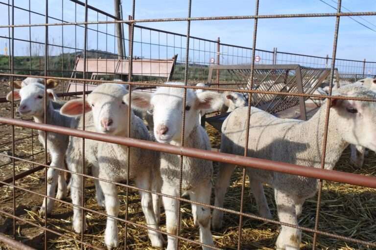 Barato cree que la inmovilización del ganado ovino en C-LM será "complicada" porque las estructuras no están preparadas