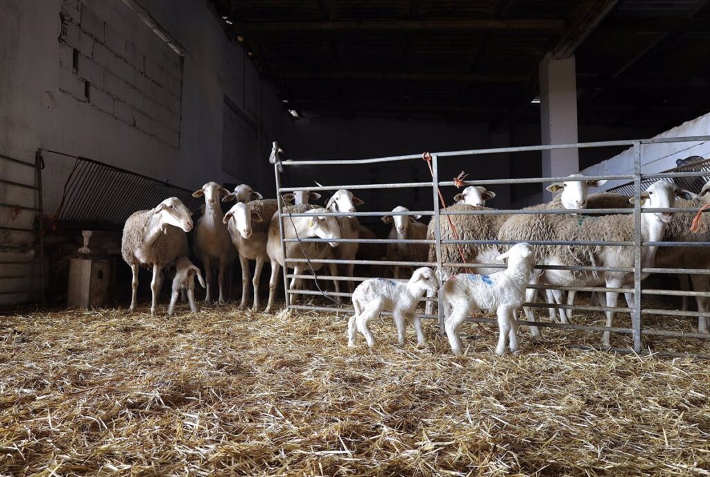 C-LM espera levantar pronto la inmovilización de ganado por viruela ovina y asegura que ha evitado su expansión masiva