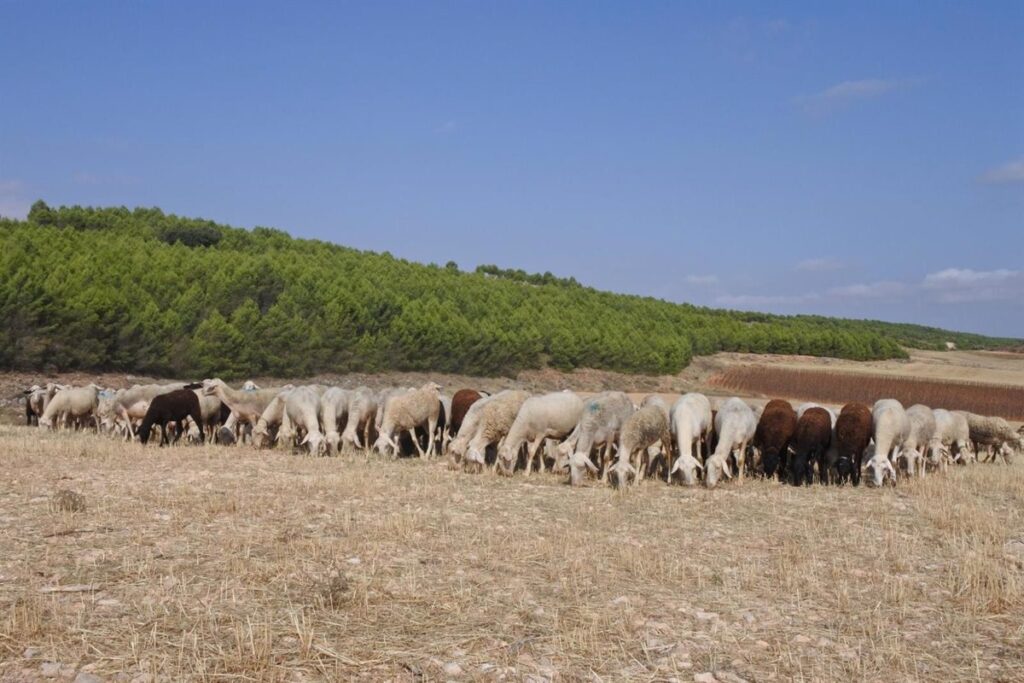 C-LM inmovilizará todos los cebaderos de la región de ovino, menos en Guadalajara, por propagación de la viruela