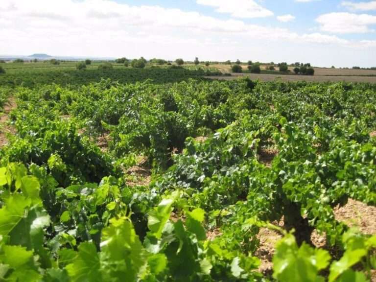 El Consejo de Gobierno da luz verde al proyecto de Ley de Agricultura Familiar y de Acceso a la Tierra de C-LM