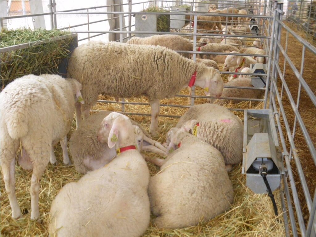 El control de viruela ovina en C-LM avanza y la próxima semana ya se podrá desplazar al ganado a mataderos de otras CCAA