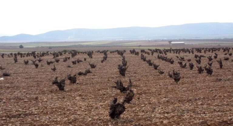 Más de 46.000 agricultores de C-LM recibirán ayudas para compensar la subida del precio de los fertilizantes