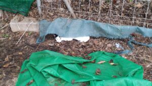 Pacma y Asociación Ecológica Felina acusan a Ayuntamiento Toledo de dejar morir a varios gatos de una colonia municipal
