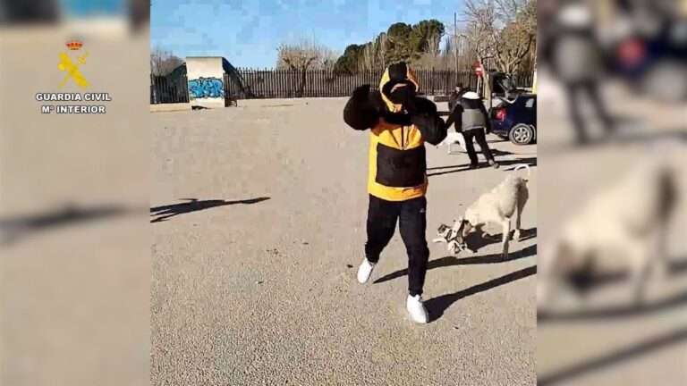 Detenidos por soltar perros de raza galgo con la intención de cazar gatos en un parque de La Roda