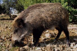 C-LM amplía dos años más la prohibición de movimientos de jabalíes debido a la peste porcina africana