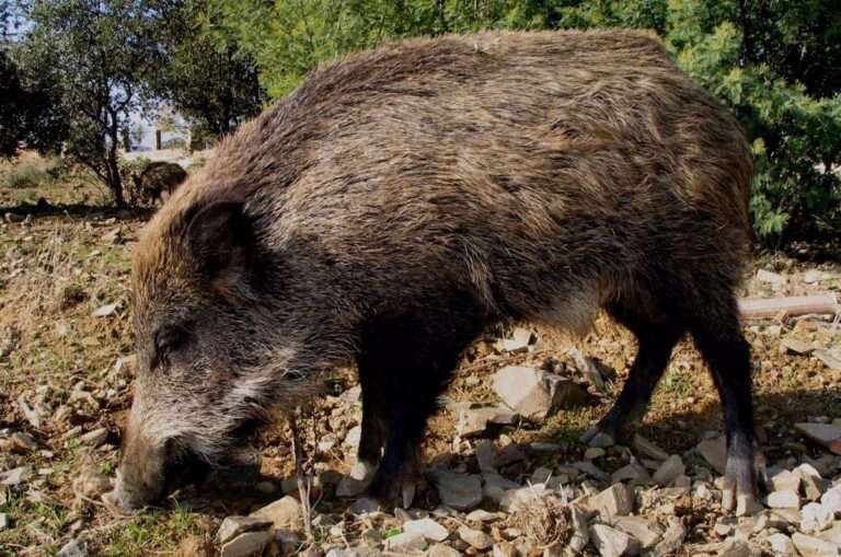 C-LM amplía dos años más la prohibición de movimientos de jabalíes debido a la peste porcina africana