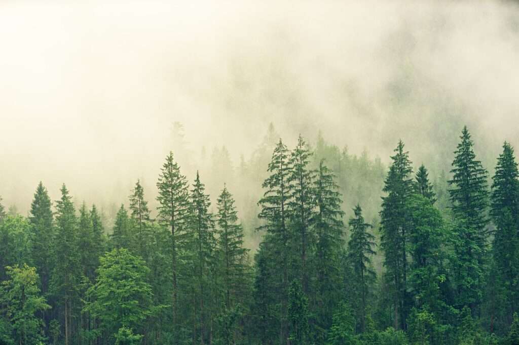 La superficie forestal certificada FSC en España ha incrementado un 39% en 2022 10