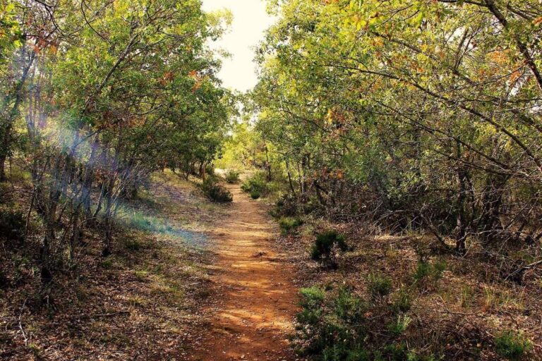 C-LM organiza numerosas actividades de educación ambiental en las 5 provincias por el Día Internacional de los Bosques