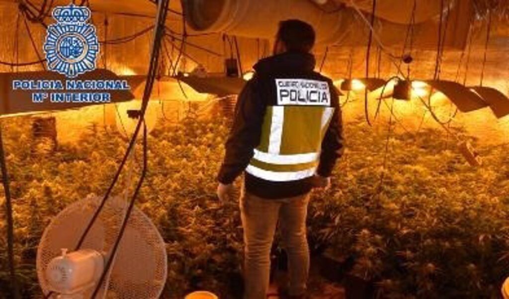 Detenida una persona en Alcázar por cultivar más de 700 plantas de marihuana y defraudar fluido eléctrico