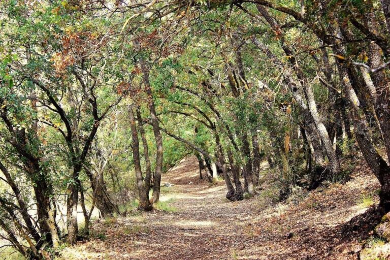 C-LM organiza diversas actividades en los espacios naturales para celebrar el Día Internacional de los Bosques