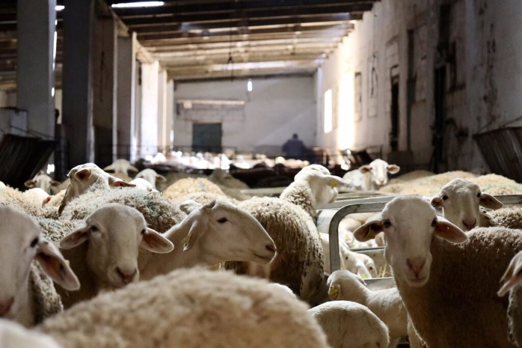 Ministerio, Andalucía y C-LM investigarán la viruela ovina y caprina, que provocó 45.600 sacrificios en estas CCAA