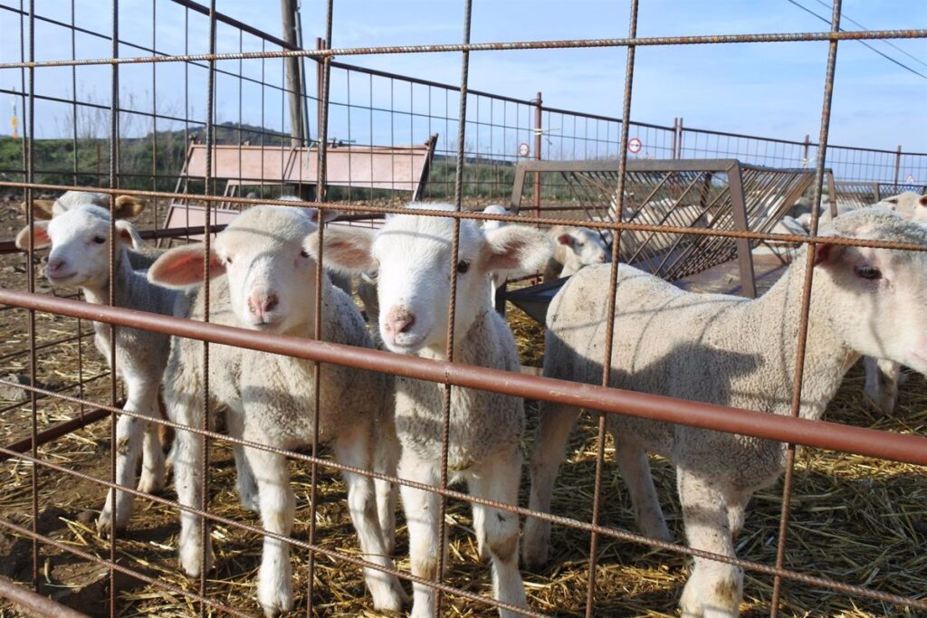 C-LM establece nuevas medidas sanitarias en explotaciones tras aparecer otro foco de viruela ovina en Alcázar