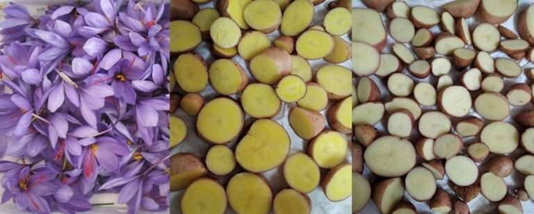 La patata y el azafrán suman fuerzas y ganan propiedades antioxidantes en un experimento genético de la UCLM