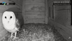 Cuatro cámaras emitirán en directo la temporada de cría del cernícalo primilla y la lechuza común desde Cabañeros