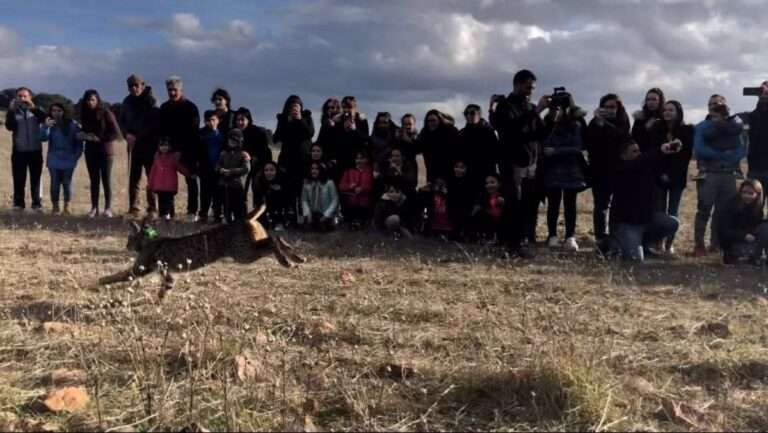 Liberan un macho de lince ibérico con un año de edad en el Monte de Utilidad Pública Dehesa Boyal de Torre de Juan Abad