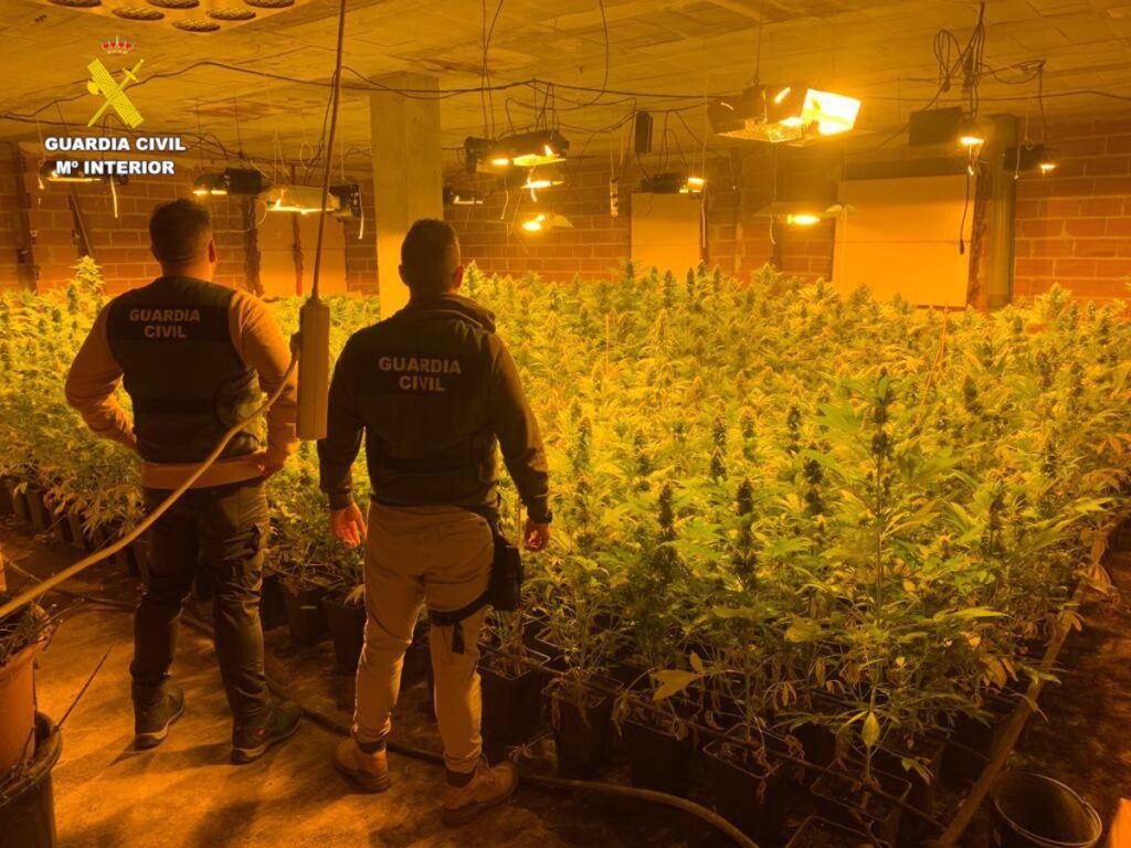 Detenido un matrimonio en Carboneras de Guadazaón por cultivar 1.700 plantas de marihuana y defraudar luz