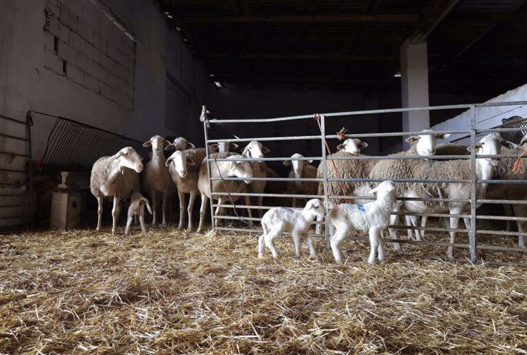Publicadas condiciones para mataderos de C-LM que piden sacrificar animales en zonas de restricción por VOC