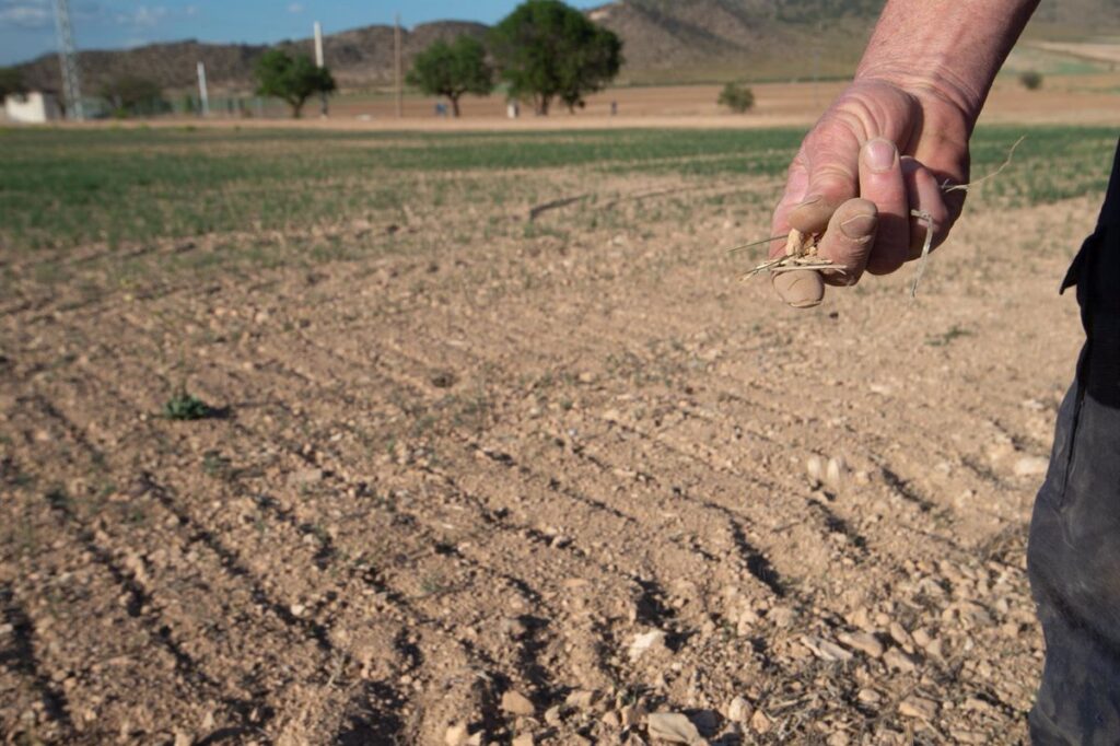 Arroyo trasladará a la Mesa de la Sequía de C-LM que los fondos del PDR se usen para dar ayudas directas a agricultores