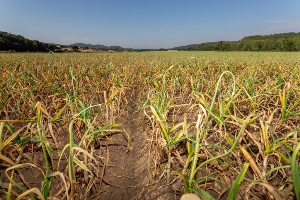 COAG alerta de que el 100% de cultivos en C-LM está en sequía y que la situación será peor si no llueve