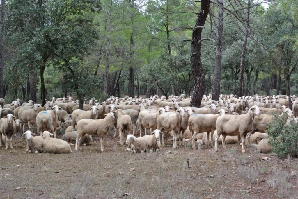 Unos 3.500 ganaderos de ovino y caprino de C-LM han recibido 19 millones de euros de ayudas asociadas a la PAC