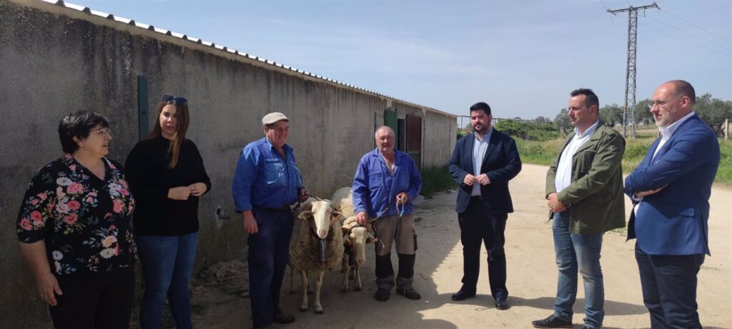Los carneros de Gamonal, 'Pajarito' y 'Blanco', ya están preparados para el Gran Cortejo de Mondas de Talavera