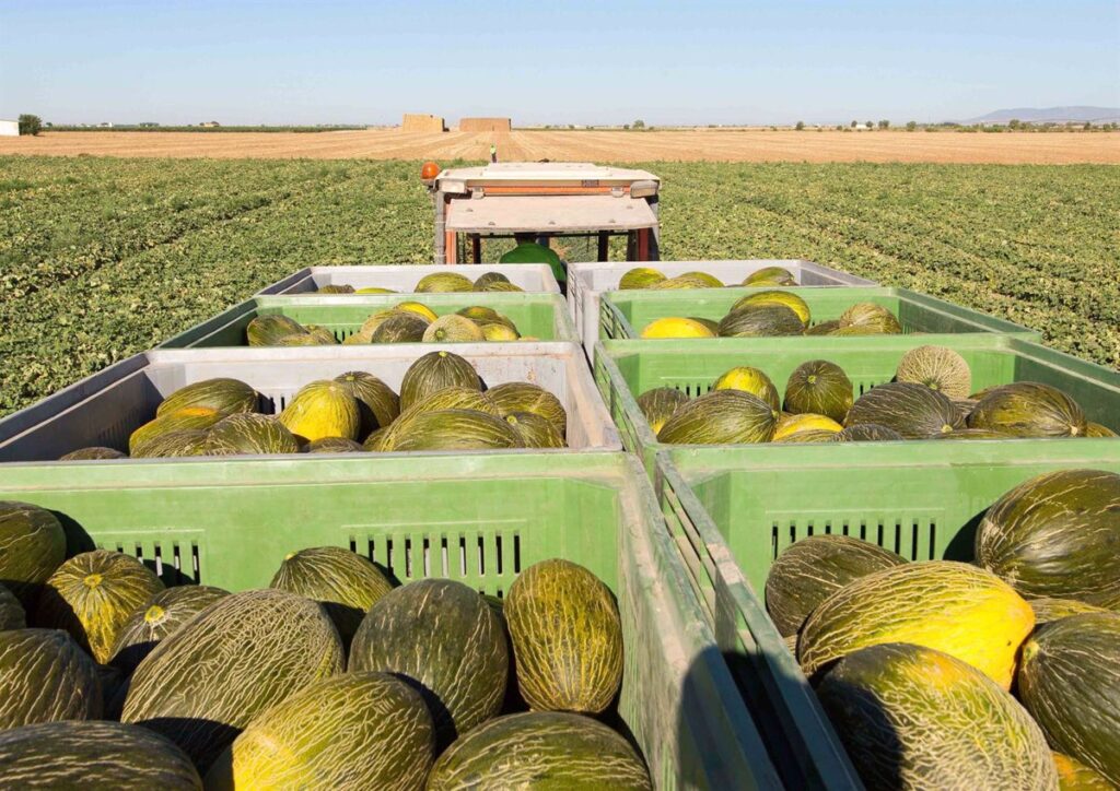 Mesa de Precios calcula que este año se sembrará un 5% menos de melón y un 10% más de sandía en Castilla-La Mancha