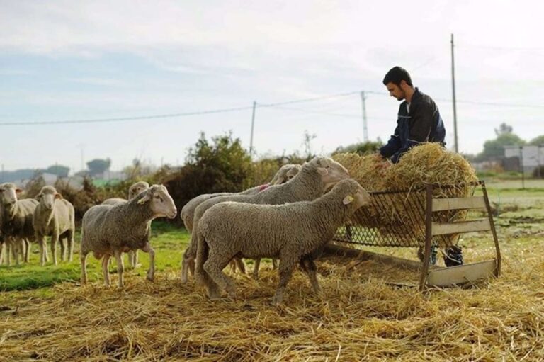 Productores de ganado ecológico de C-LM podrán dar alimento no ecológico a sus animales ante la "catastrófica" sequía