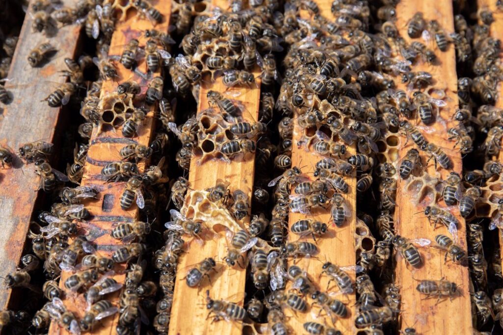 Agricultura abre a consulta pública las bases reguladoras de las ayudas a la investigación en apicultura