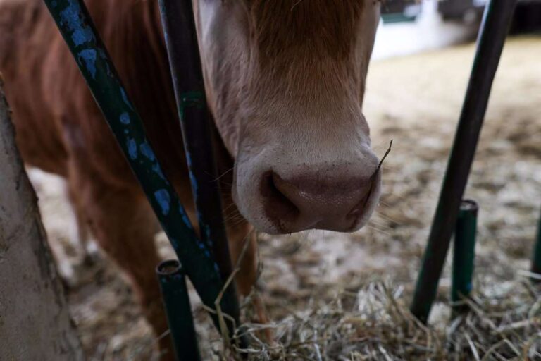 La figura del veterinario de explotación deberá implantarse en todas las explotaciones ganaderas