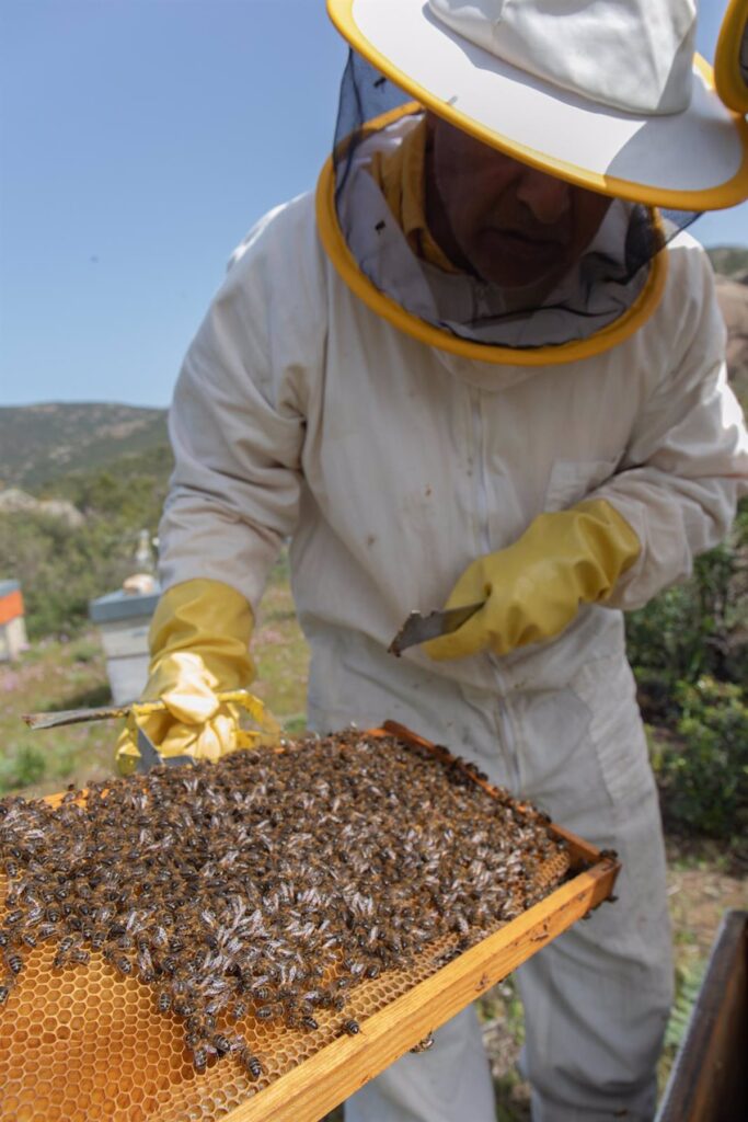 El sector apícola en Guadalajara se muestra algo más esperanzado con su cosecha tras las primeras lluvias