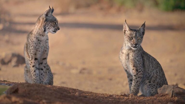 Montes de Toledo, con 272 ejemplares, segundo núcleo de presencia estable de lince en la Península