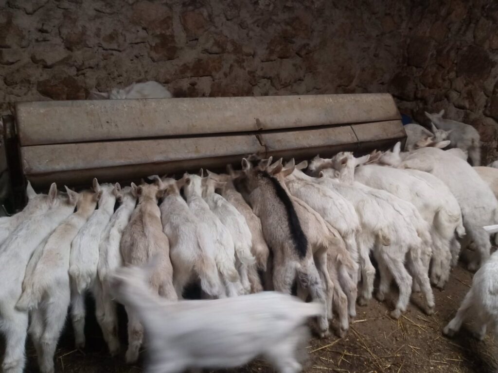 Publicados mataderos de Ciudad Real, Toledo y Cuenca que pueden sacrificar animales tras medidas por Viruela Ovina