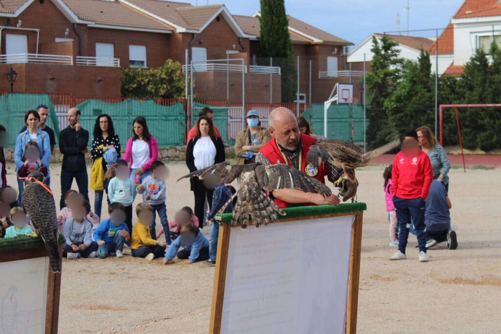 La cetrería como arte para los más peques 44