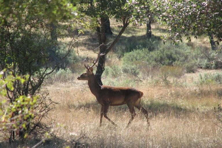Ecologistas ve el plan de gestión de ungulados de Cabañeros "un ataque sin precedentes" a la conservación del parque