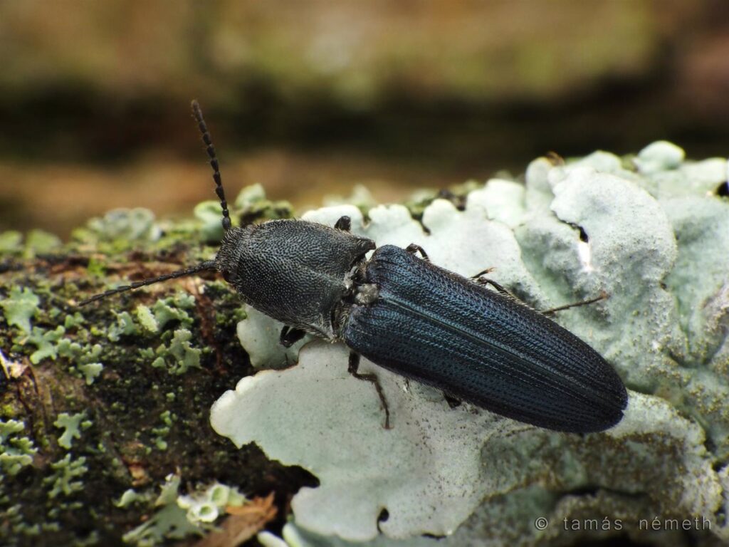 Un estudio sobre escarabajos de Cabañeros alerta de la pérdida de insectos en bosques mediterráneos por cambio climático