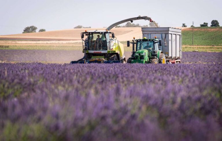 La floración de la lavanda, reclamo turístico que las últimas lluvias mantienen en todo su esplendor