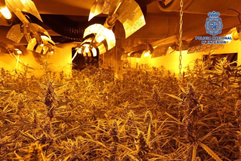 Detenida una mujer encargada de una plantación subterránea de 4.040 plantas de marihuana en una nave de Toledo