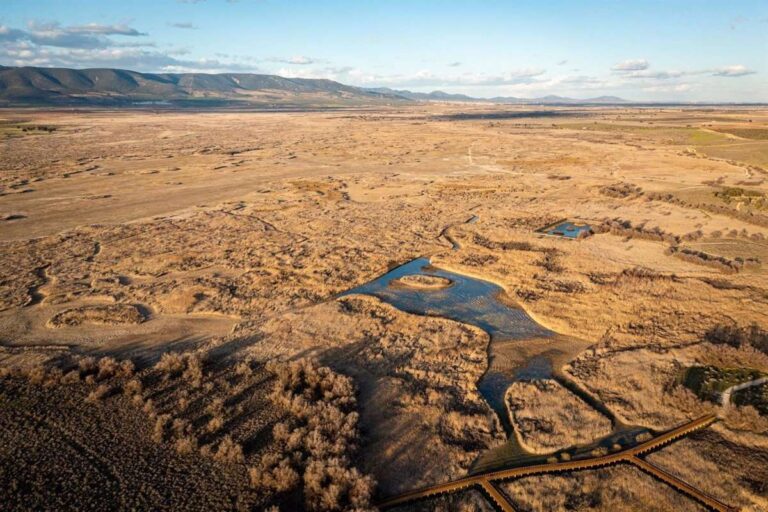 Principales organizaciones ecologistas piden a Miteco y Junta un programa "urgente" para "salvar" las Tablas de Daimiel