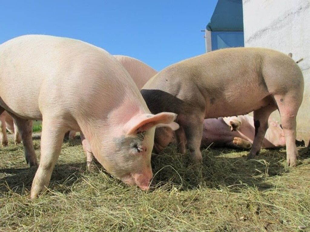 Junta revisa la autorización ambiental integrada de más de 30 explotaciones de porcino y aves